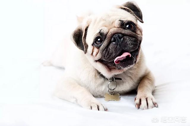 巴哥狗可以活多久:我想养只巴哥，巴哥有什么缺点吗？