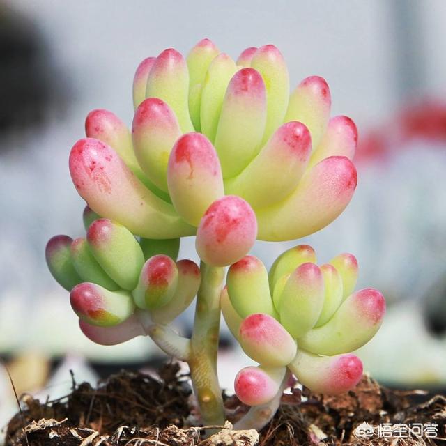 多肉徒长了该怎么处理呢？