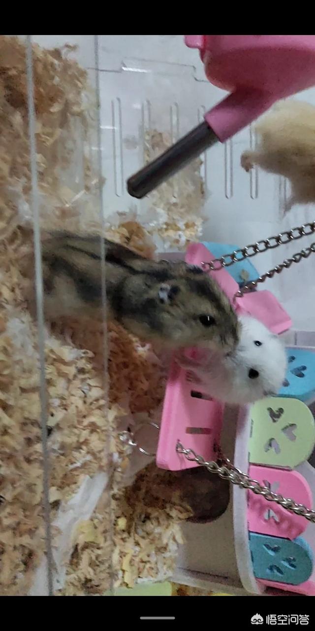 霸道总裁的小猫咪小超儿:忙碌了一天，回到家中宠物给你带来了什么？