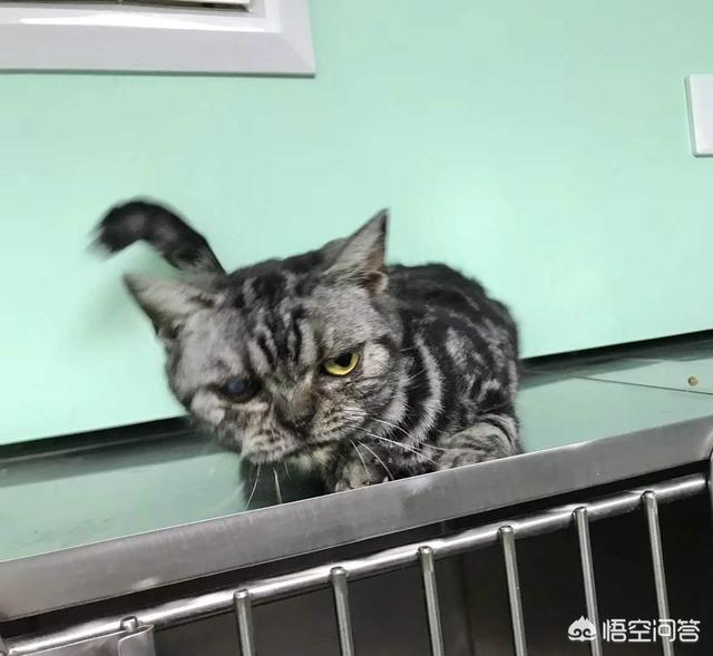 可怜的猫咪:路边捡到一只小猫，好可怜，怎么办？ 可怜的猫咪图片