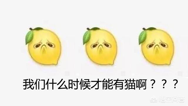 吸猫什么意思啊:吸猫什么意思啊怎么还有罪 为什么有的人天生就会被猫咪亲近呢？