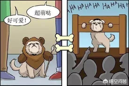 改变世界的犬类 mkv:狗狗的眼睛里看到的世界是什么样的？