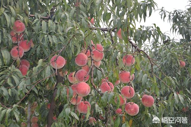 头条问答 桃树在开花时期 需要给它施肥吗 施什么肥好呢 洞庭清水塘的回答 0赞