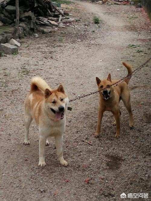 自古流传着人精养老狗(中华田园犬)的话语,有灵性的狗更是可遇不可求,狗能见人心吗？