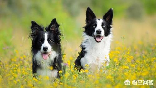 法牛犬吃什么长得快:法斗犬吃什么食物 两个月的法牛犬一天喂几次，喂多少？