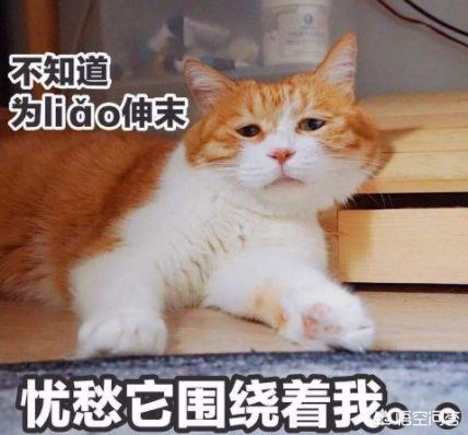 脱毛症:猫到了掉毛季怎么处理，怎样可以让它不掉毛？