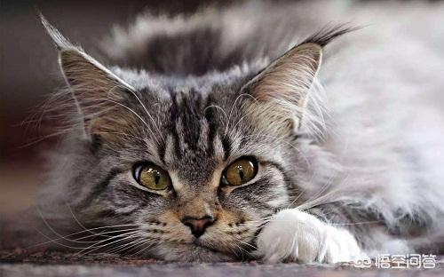 猫鼻支的早期症状,缅因猫猫鼻支会流很多眼泪水吗？