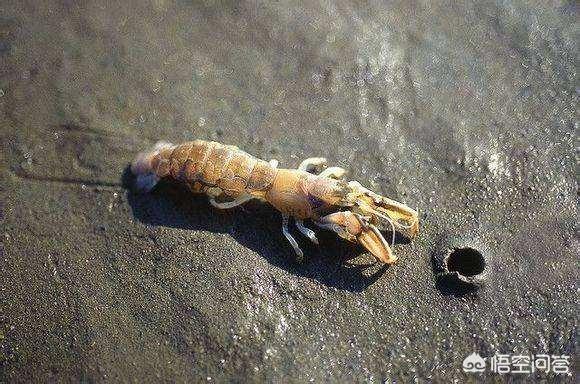 或者死的蝼蛄虾能钓什么鱼?麻烦钓友回答下,谢谢?(3个回答)