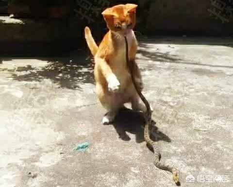 水木娃猫为什么要吃老鼠:猫为什么喜欢吃老鼠和鱼？