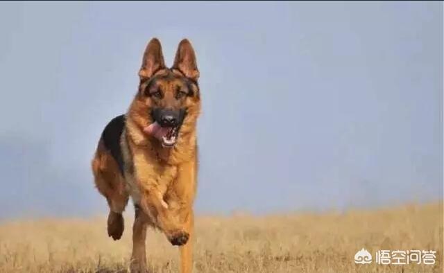 小德国牧羊犬吃什么好:德牧吃什么长得壮又大，德牧如何饲养才长得好？