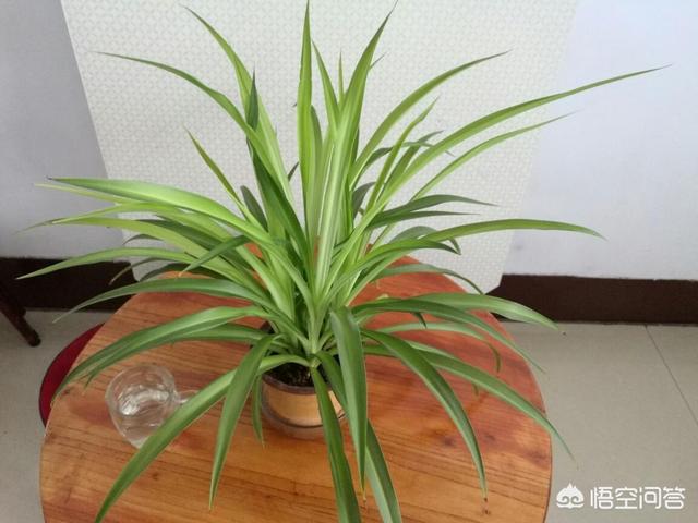 铁线蕨图片大全大图:家里从没养过植物，想入手一种，有推荐的吗？
