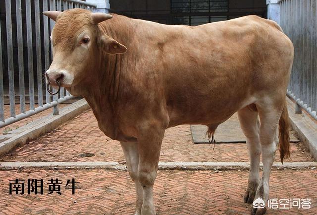 少见的奶牛品种:巴西国家产的是什么种类的牛？