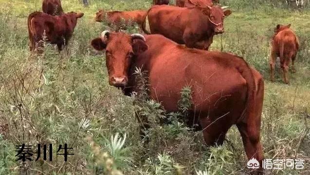 少见的奶牛品种:巴西国家产的是什么种类的牛？