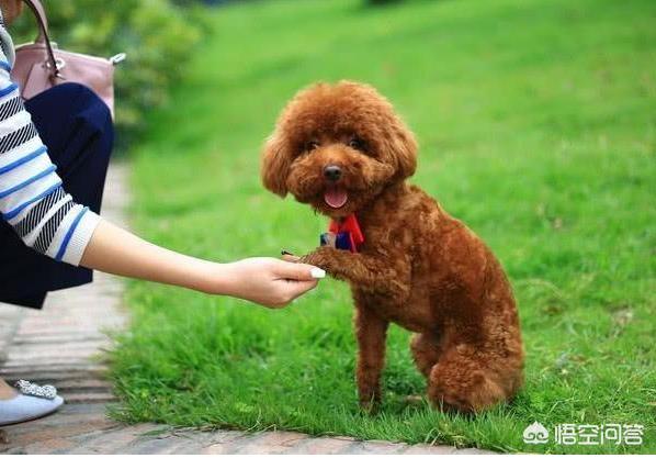 比格犬性格公泰迪绝育:公泰迪刚8个月，细小恢复中，康复后是绝育好还是娶媳妇好？