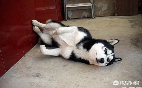 中国哈士奇论坛关了吗:自从养了哈士奇，有没有改变你的人生观？