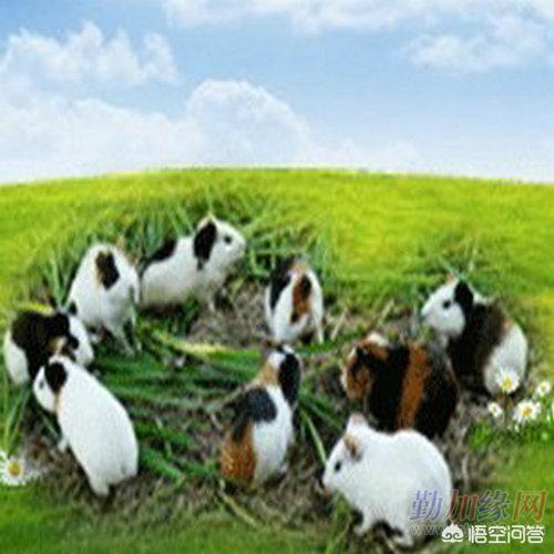 宏星香猪养殖合作社:在农村，种植还是养殖利润高？