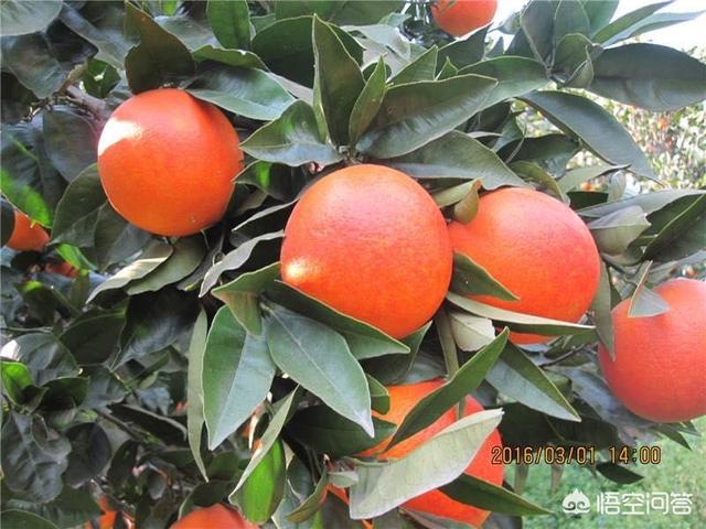 柑橘的种类很多，都有什么呢？
？
