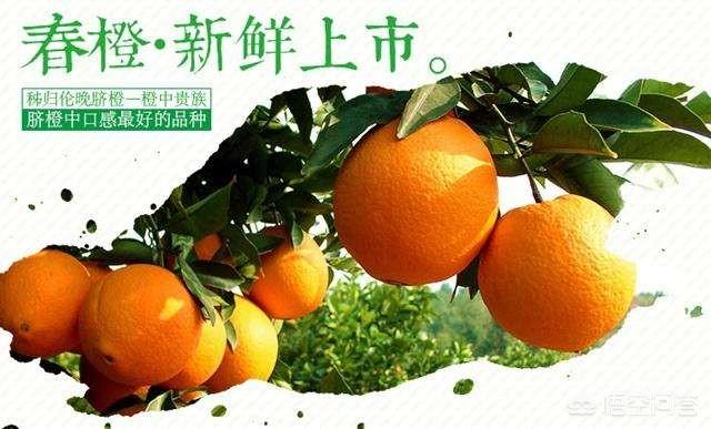柑橘的种类很多，都有什么呢？
？