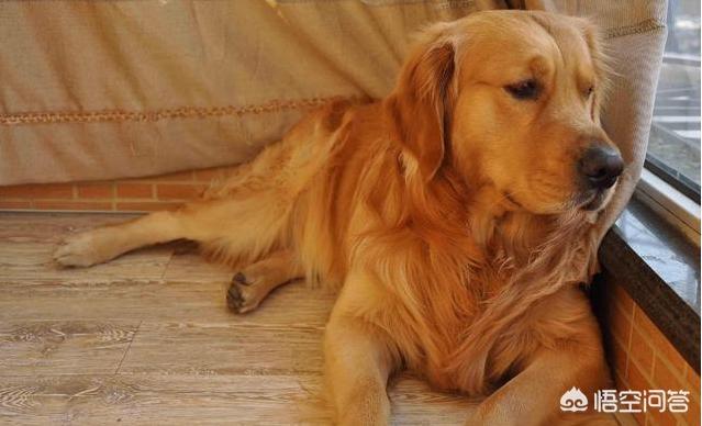 成年母金毛犬的喂养:金毛犬怎么喂养，金毛犬的喂养常识？ 成年金毛犬喂养方法