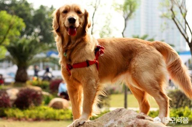 成年母金毛犬的喂养:金毛犬怎么喂养，金毛犬的喂养常识？ 成年金毛犬喂养方法