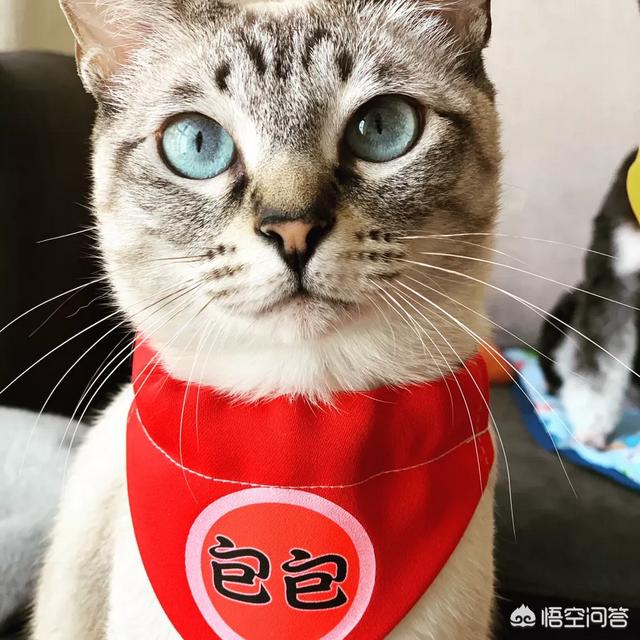 在狗民商城买的这个饮水器:为什么养猫成本那么高了？