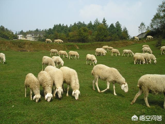 养殖肉羊,是通过放牧任由其自由觅食好,还是专门种植一种牧草喂食好？
