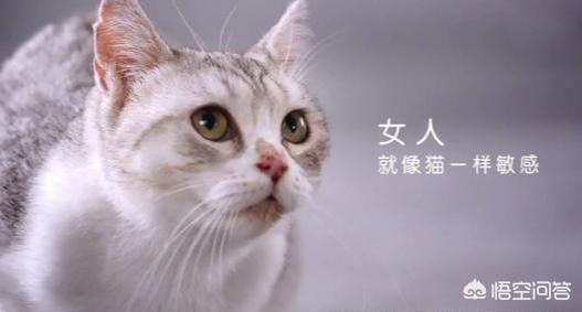 公猫和母猫的区别图:猫咪更喜欢男生还是女生？