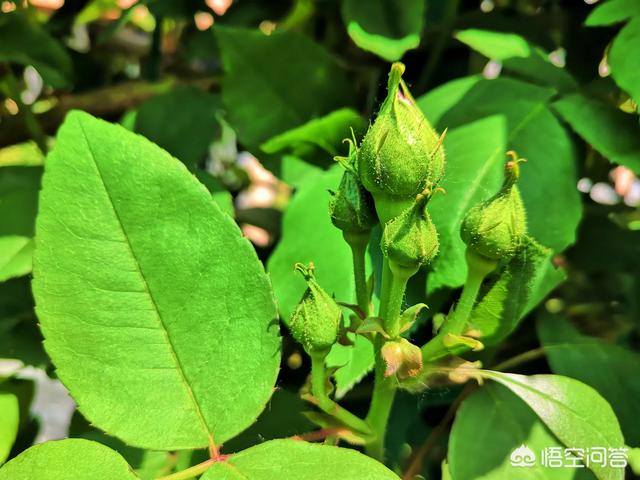 马萨德巨蛇:月季一根枝条有三个花苞，是只留一个吗？ 马萨德医生月季花