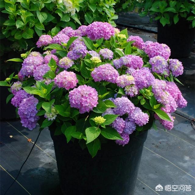 花店绣球花价格:天蓝绣球花新手适合养吗，应该怎么养？