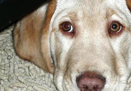 海藻粉颜色:拉布拉多犬的鼻子为什么会褪色变粉？