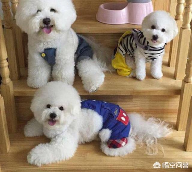 比熊犬好养吗:饲养比熊简单吗，会有哪些难事？