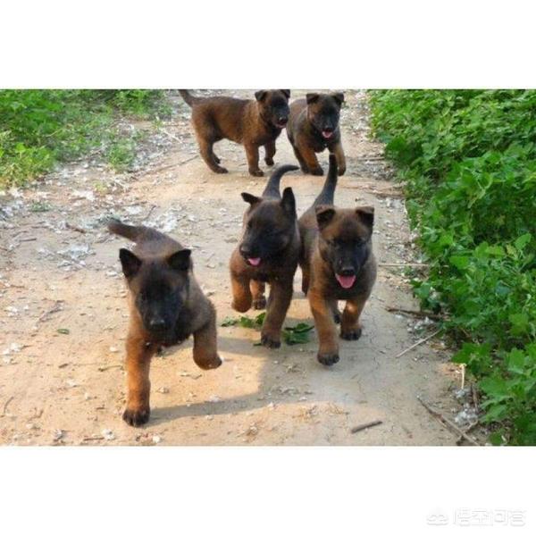 小狗拉肚子吃什么药:三个月狗拉稀吃什么药，3个月的狗狗拉肚子吃什么药？ 小狗拉肚子吃什么药最好