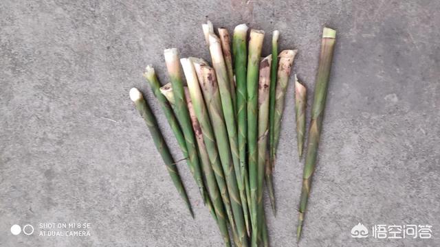 头条问答 你所在的农村里 都有哪些野菜 你最喜欢吃哪种 76个回答