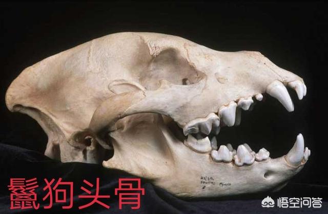 猎豹犬:几只猎豹能战胜一只虎，一个人能不能打败猎豹？