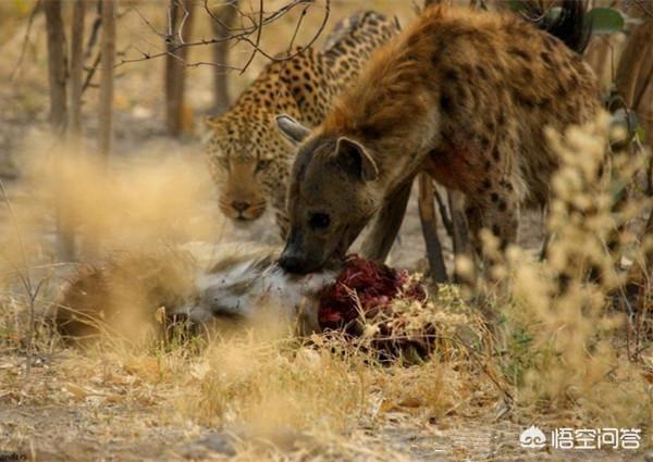 格力狗和猎豹:猎豹身为陆地跑得最快的动物，为何却常常被鬣负狗欺？