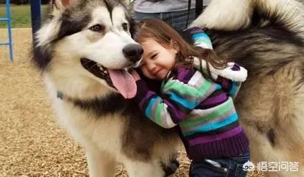 阿拉斯加犬怎么养:请问喂养，阿拉斯加幼犬，需要注意哪些？