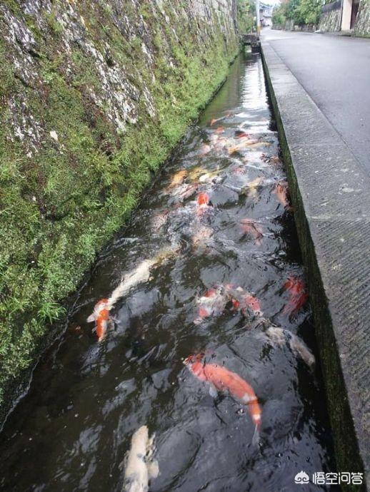 日本水俣病事件:人掉进水银池里会发生什么？