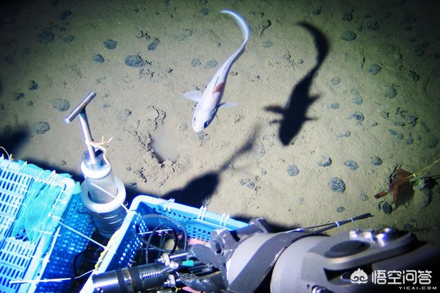 蛟龙号最深能潜多少米，世界下潜最深的潜水器叫什么