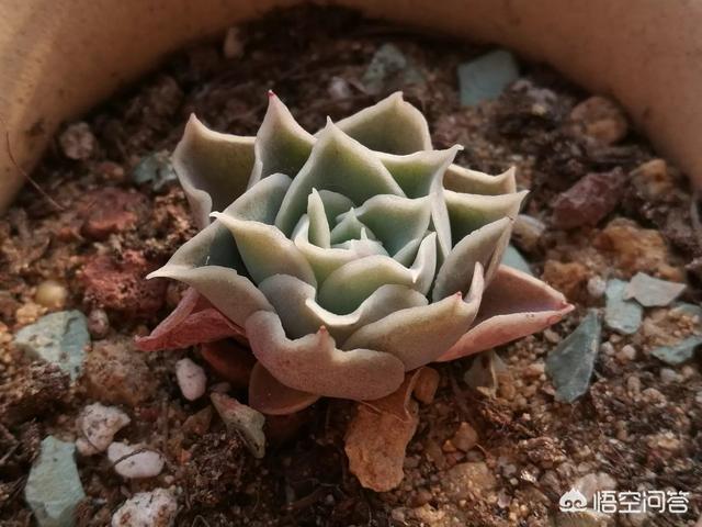 什么是多肉植物的服盆,服盆需要注意什么呢？