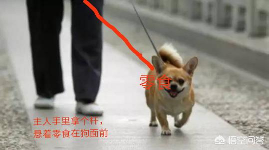 宠物牵引带:给三个月博美用牵引绳它就咬绳，怎么办？