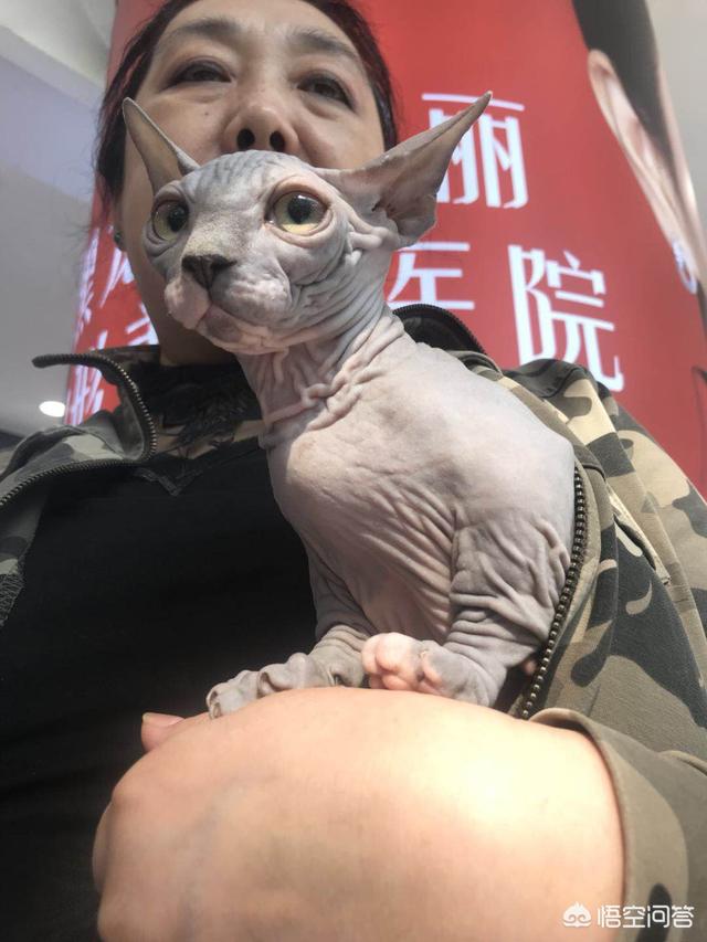 猫奴契约书 在线:猫奴在古代是怎样的存在？