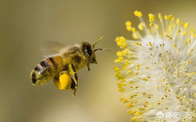 被蜜蜂蛰了抹牙膏，春天花开蜜蜂多，有人被蛰了一下后死亡，这是怎么回事如何预防