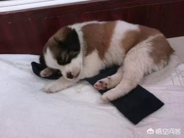 巴仙吉犬智商:怎么看狗狗智商高还是低？