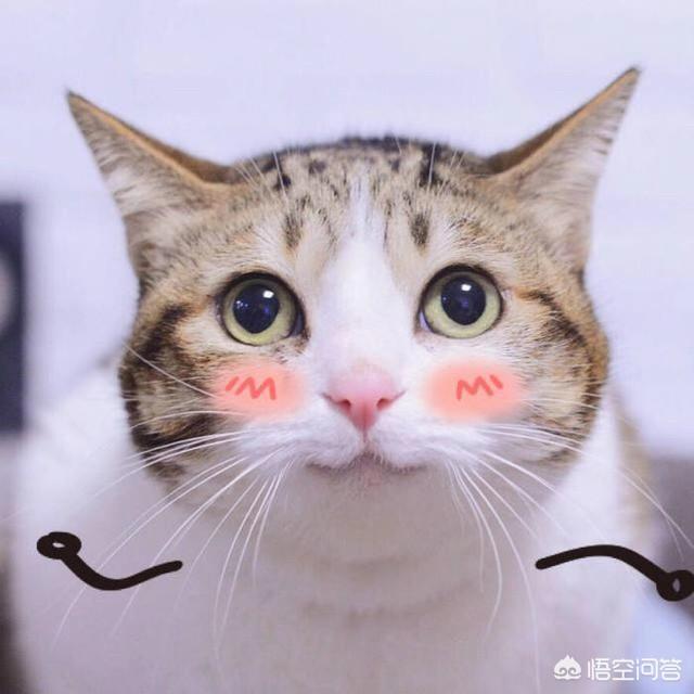 短毛波斯猫流黄眼泪:蓝猫眼睛流泪有分泌物，怎么回事？