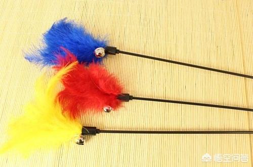 安哥拉猫:安哥拉猫感冒流鼻涕，安哥拉猫的感冒能治吗？
