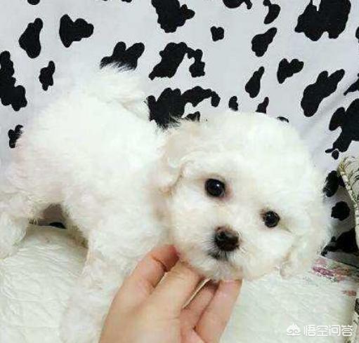 5个月比熊犬图片:比熊犬难不难饲养？有什么经验值得分享？