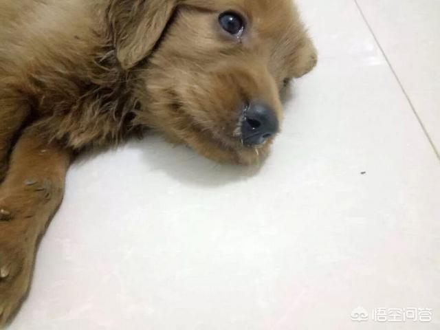 狗发烧的症状鼻头凉:狗发烧为什么耳朵凉 狗狗生病前一般有什么症状？