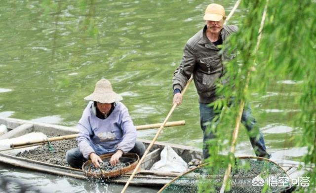 食用笠螺图片:怎样炒一盘美味的螺蛳？螺蛳什么季节最好吃？