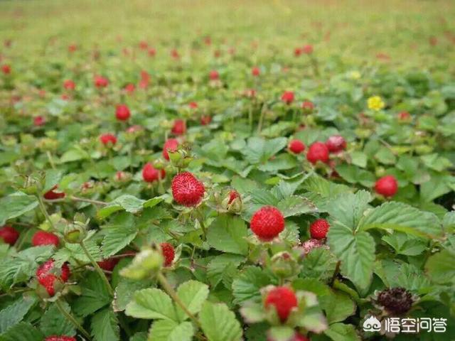 头条问答 在农村山上常见的 蛇莓 它有着怎样的药用价值 老姚谈植物的回答 0赞