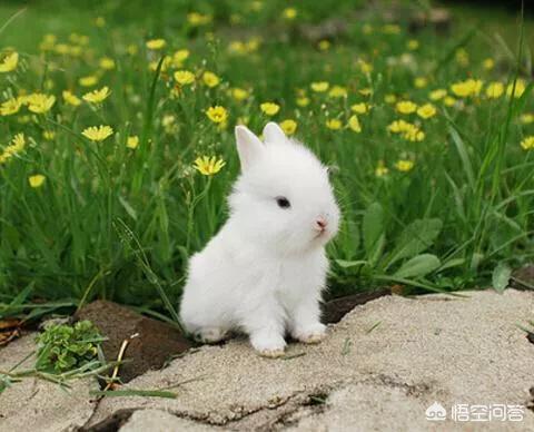 七个月兔子拉稀怎么办:兔子拉色的稀便怎么回事？